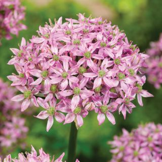 Pink Jewel Allium Thumbnail